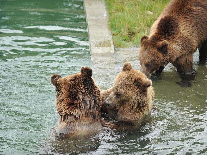 Bärenpark